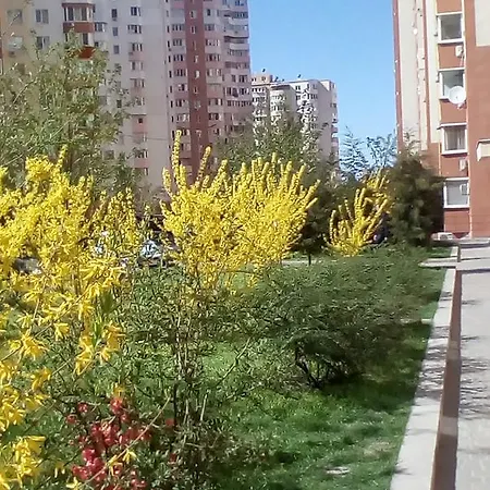 Kiparis Odesa